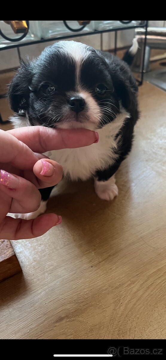 černobílá holčička s PP FCI - 2