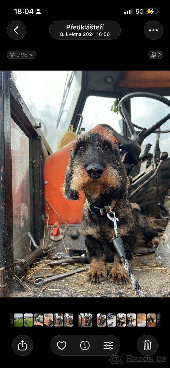 Drsnosrstý jezevčík s PP - 2