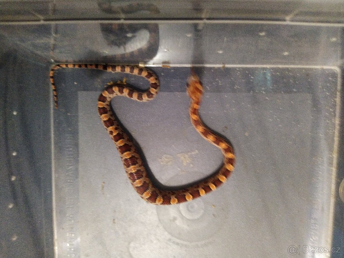 UŽOVKA ČERVENA - 2