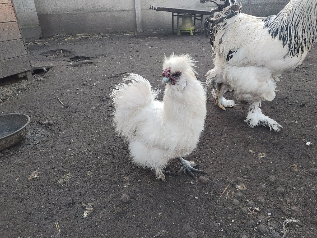 Kohouti hedvabnicky - 2