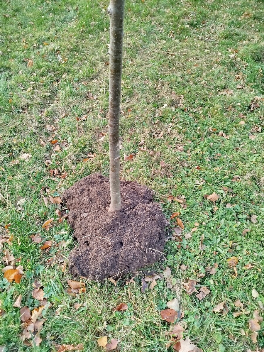 Lípa malolistá 2m - 2