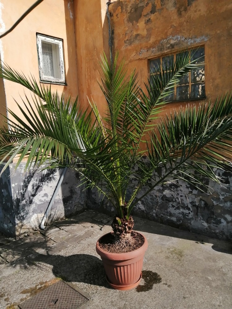 Palma venkovní . - 2