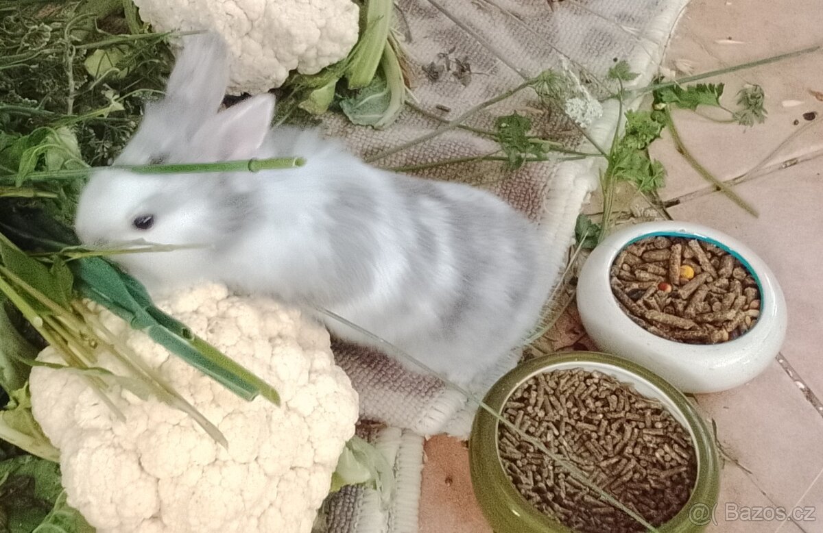Krásná miminka králíčků - 2