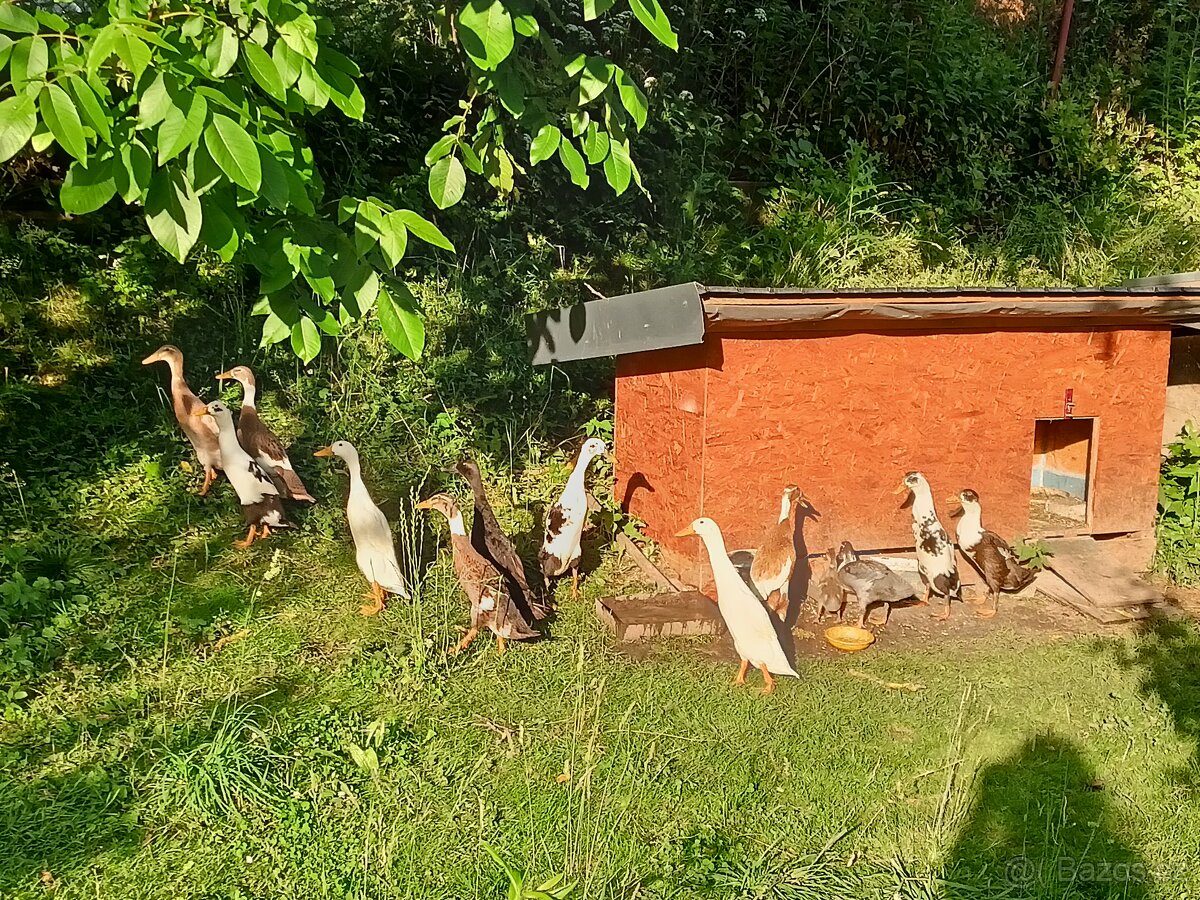 Indický běžec - 2