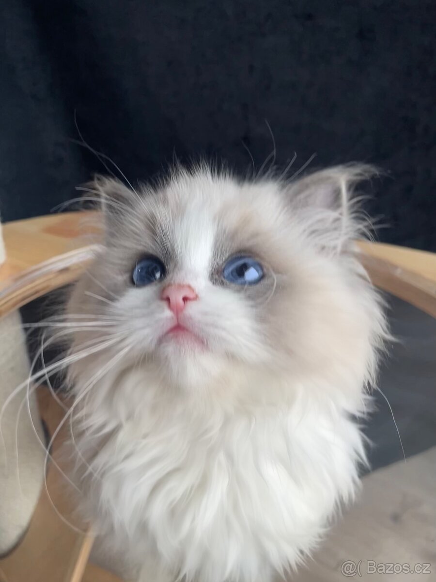 Koťátko ragdoll s PP - kočička blue bicolor 💕🐱 - 2