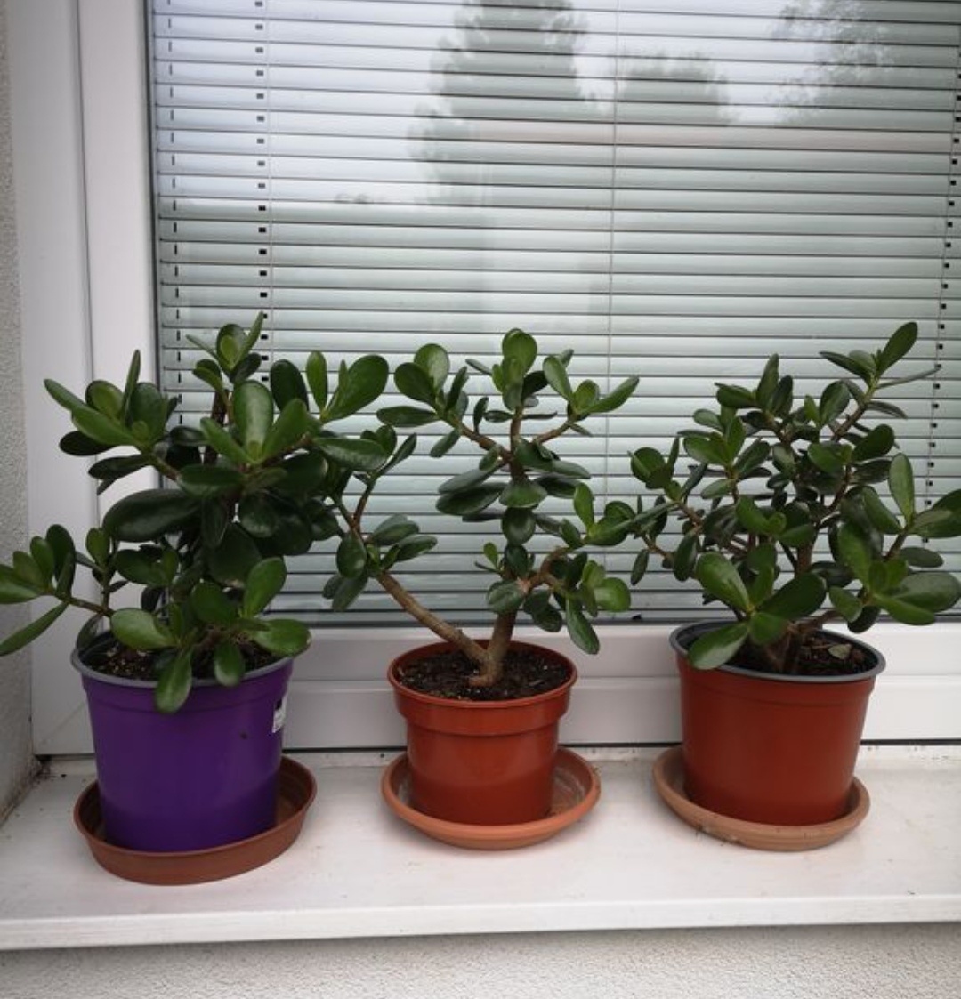 Pokojové květiny Tlustice - 2