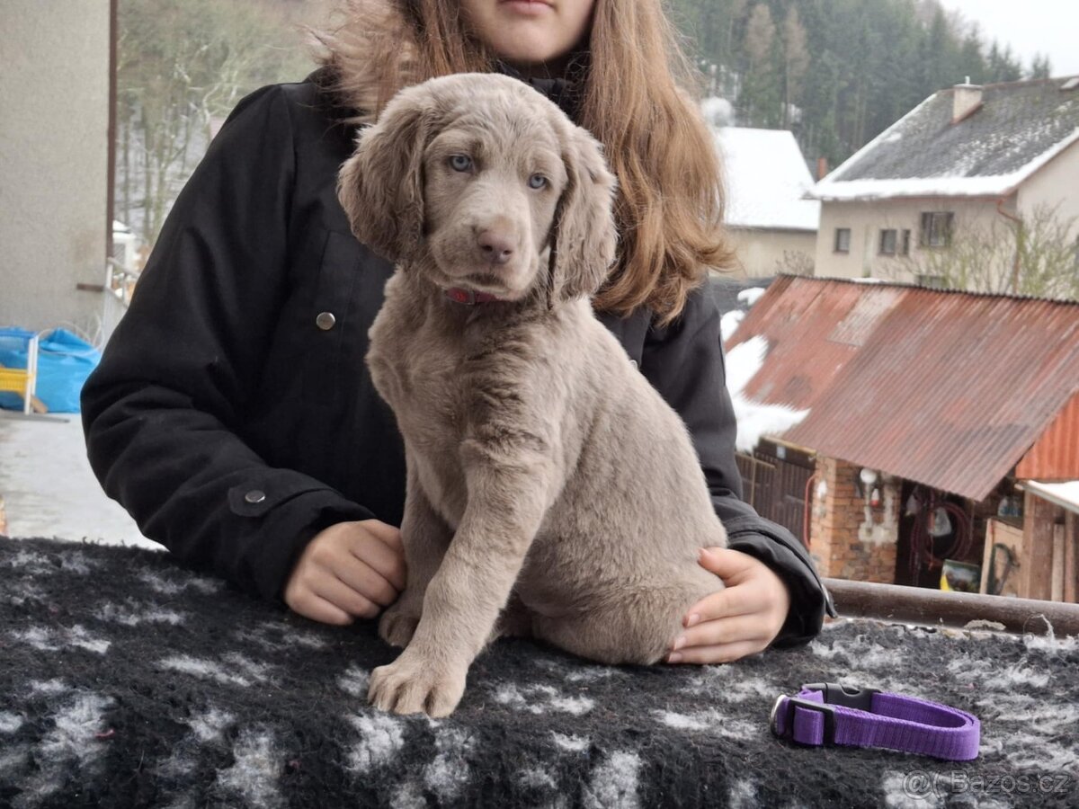 Výmarský ohař dlouhosrstý, štěňata s PP - 2