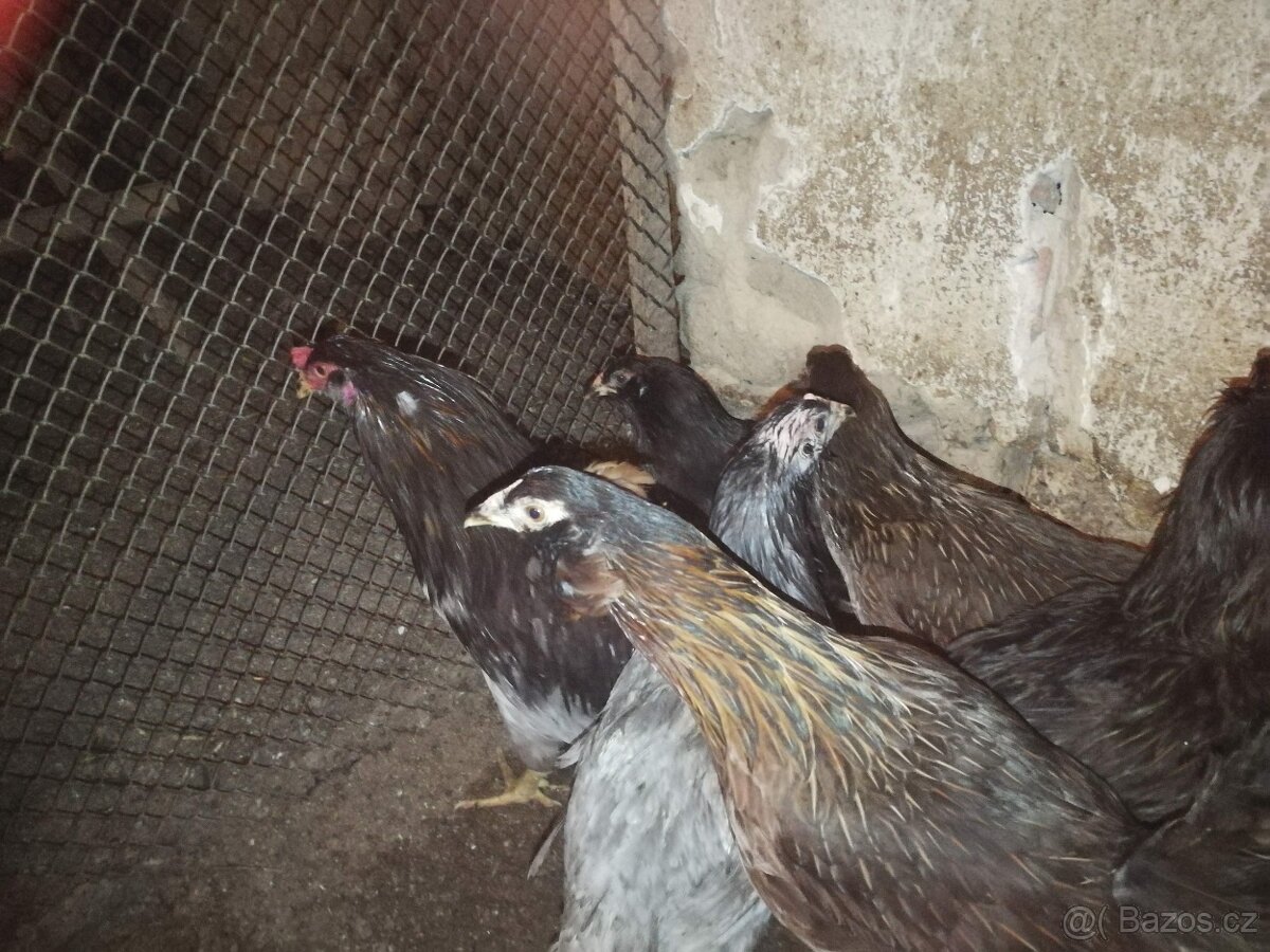 Slepice perličky, holubi - 2