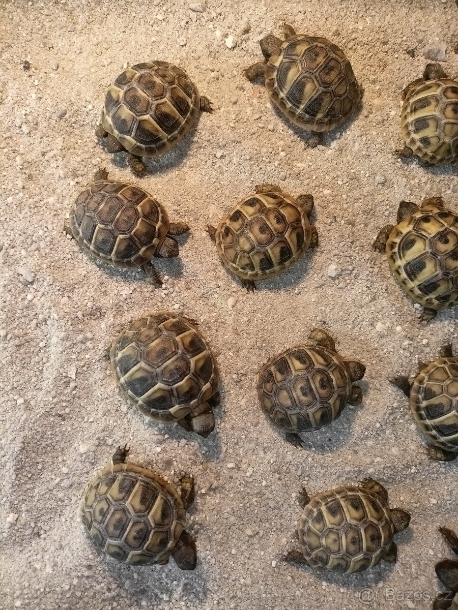 Želva zelenavá Testudo hermanni - 2