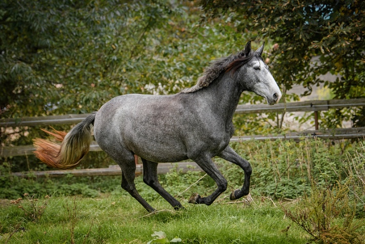 Lusitano charakterní klisna - 2