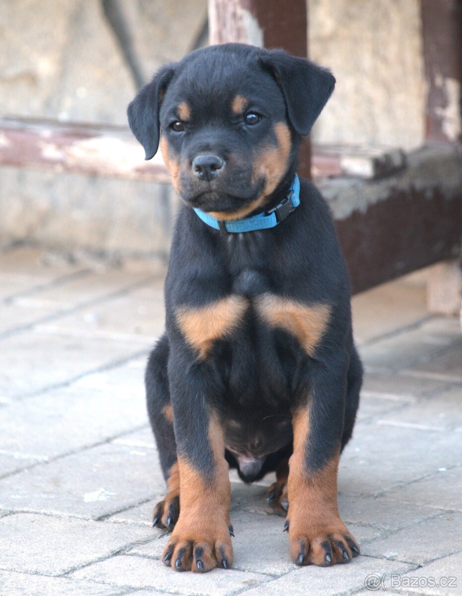 Rotvajler/ Rottweiler - 2