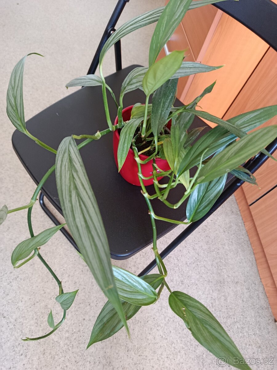 Epipremnum amplissimum 'Silver Stripe' - 2