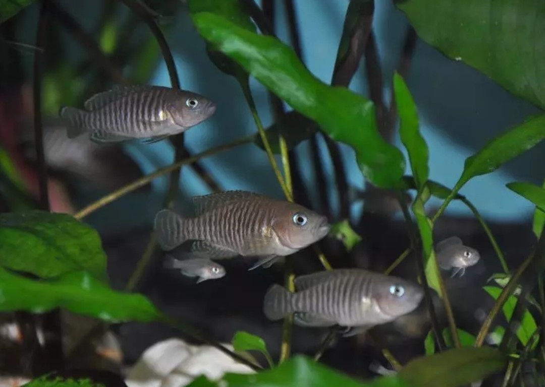 Neolamprologus multifasciatus - 2