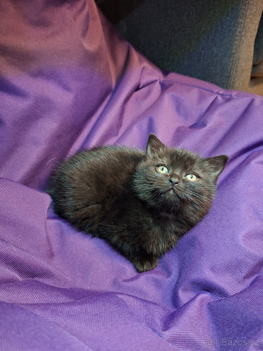 Britská koťata - 2