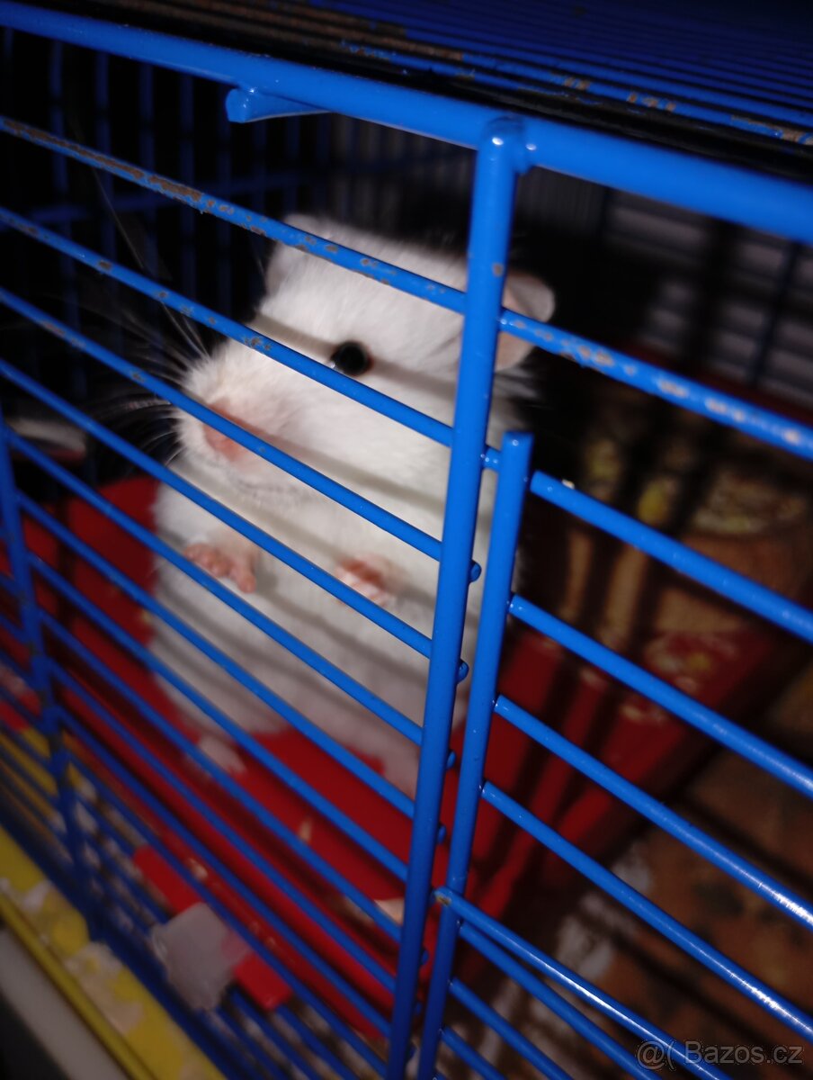 Křeček syrský - 2