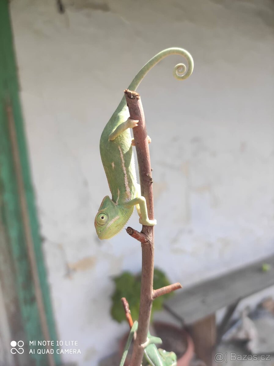 chameleon jemenský, terárium - 2