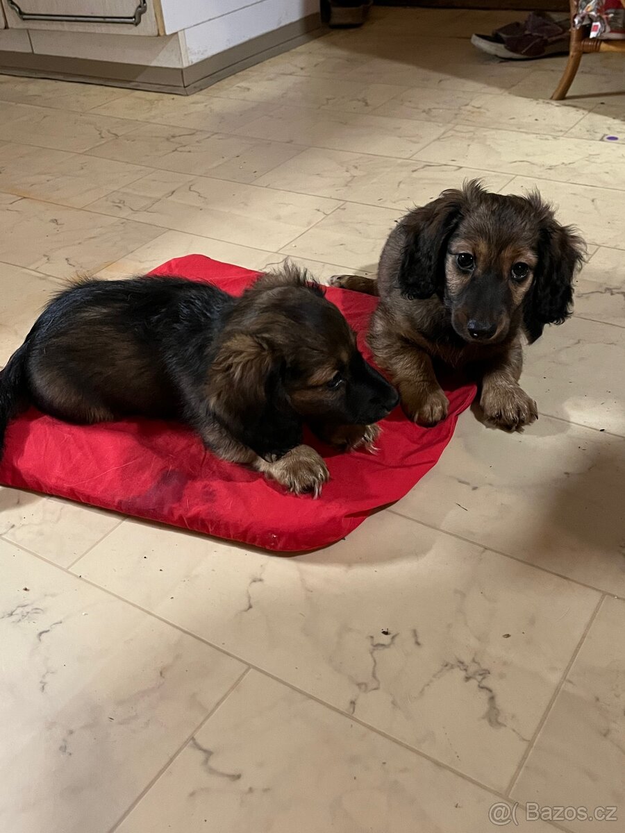 Jezevčík trpasličí dlouhosrstý - 2