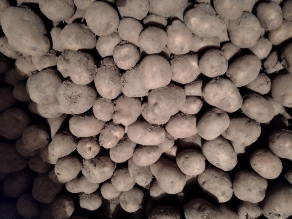 Brambory konzumní, krmné - 2