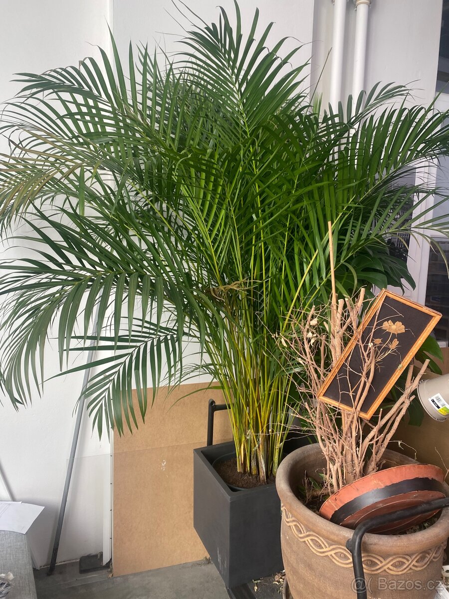 Velky set kytek 24ks DOVOZ ZDARMA - 2