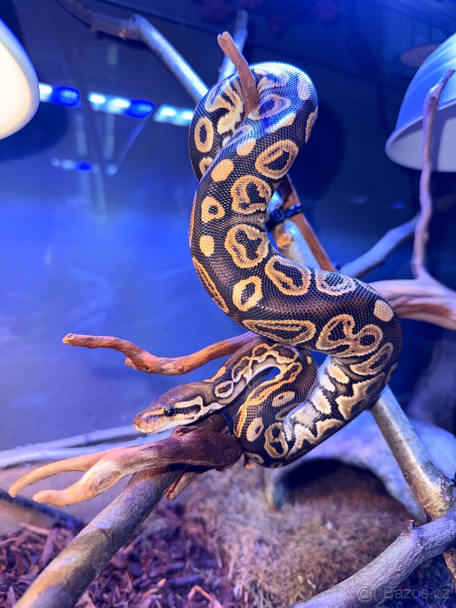 Krajta královská (Python regius) – Cinnamon samice - 2