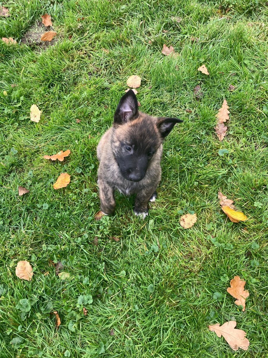 Prodám štěňátka - 2