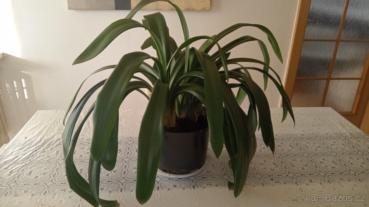 Klivie - Clivie, agáve - 2