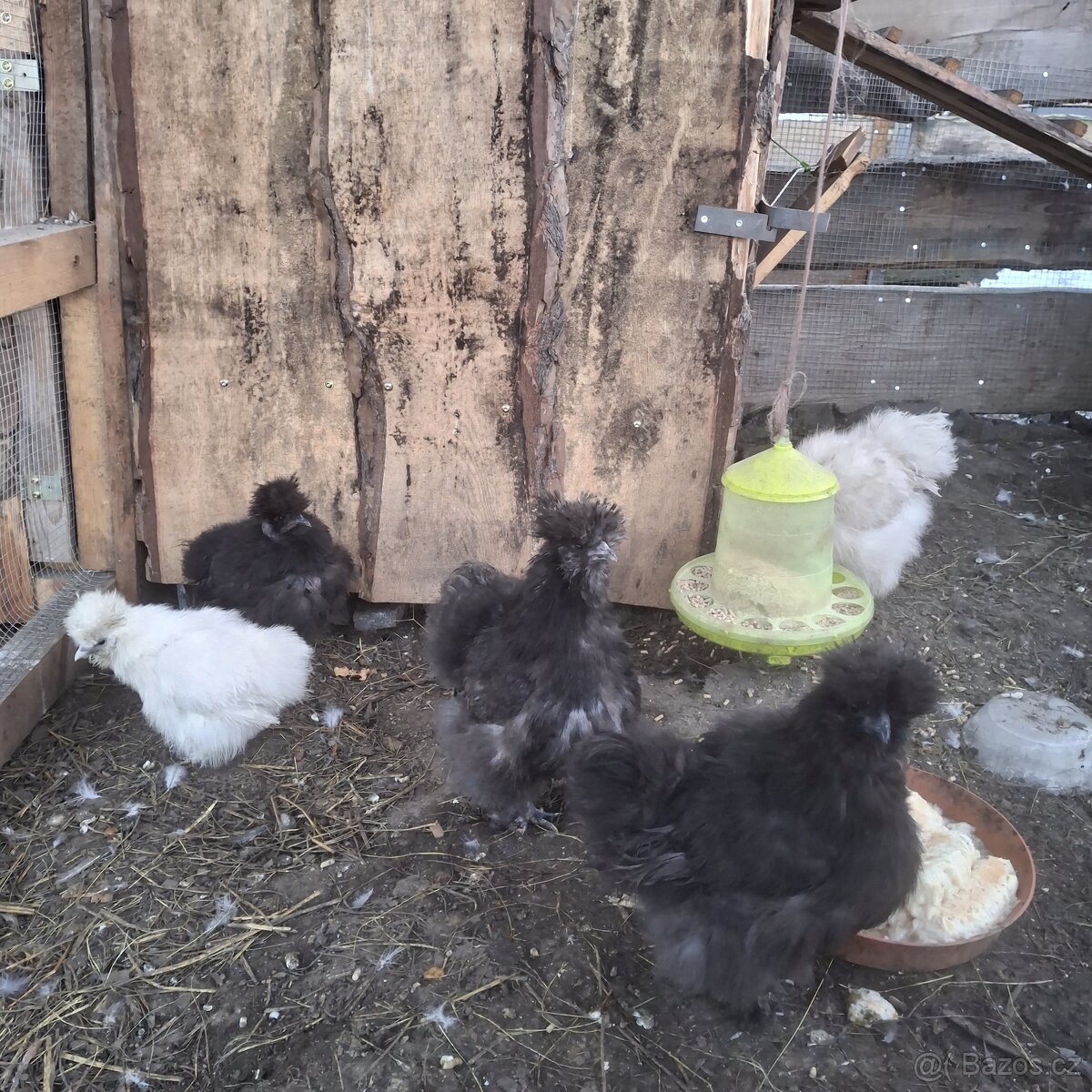 Prodam Kuřata Hedvabničky USA - 2