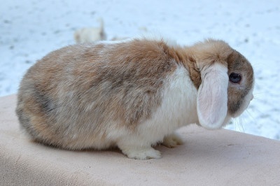 Samička Gábinka - 2