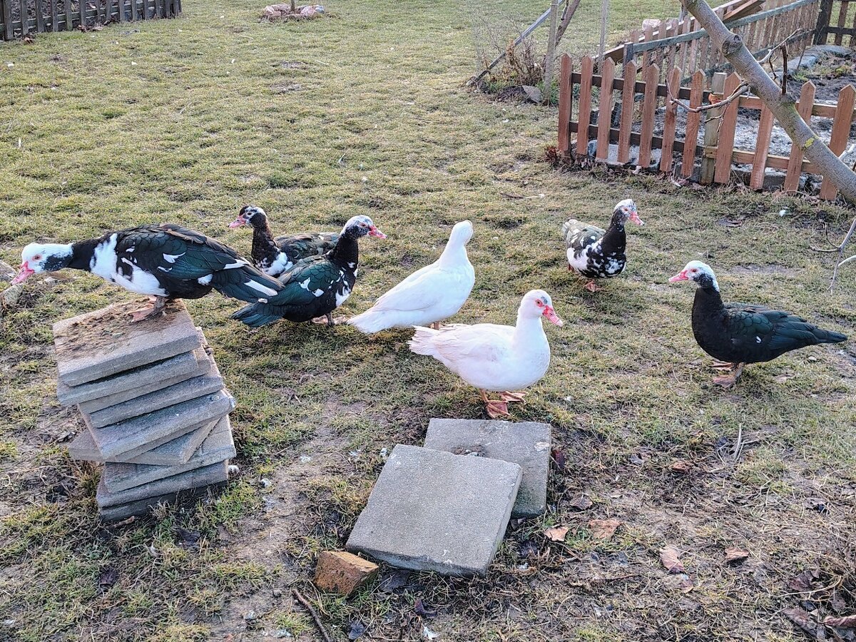 Kachna pižmová - 2