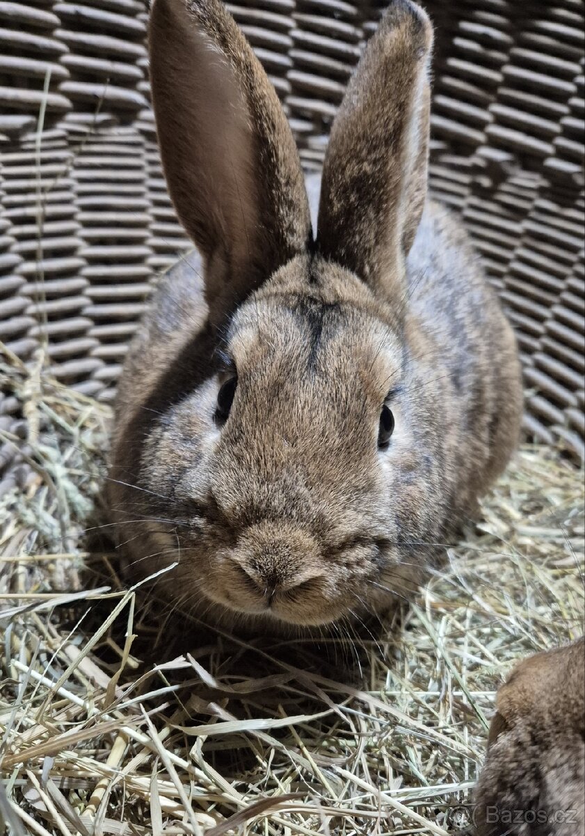 Kralik samec , kříženec českého červeného - 2