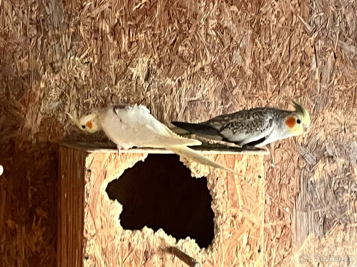 loňské korely - různé barvy - 2