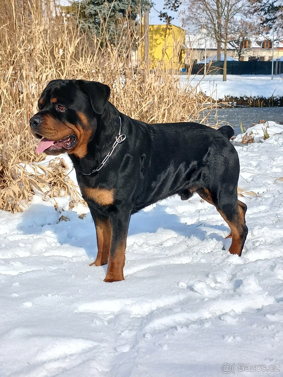 Rotvajler pes bez pp - 2