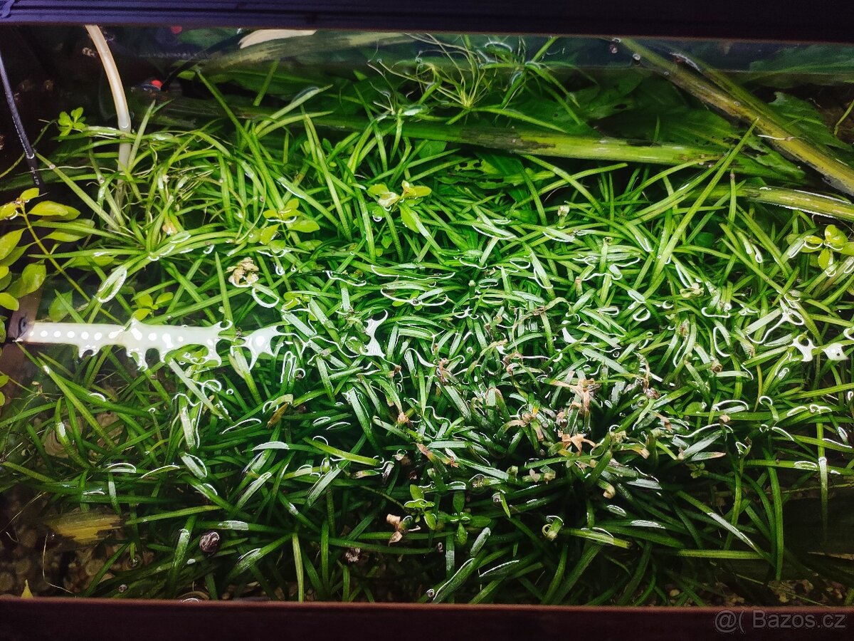 acorus gramineus - 2