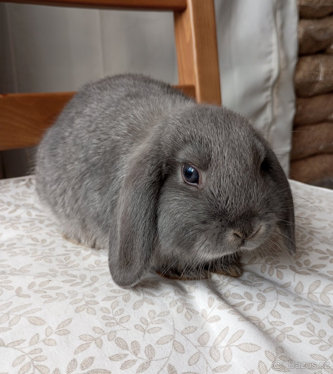 Zakrslý beránek králíček - 2