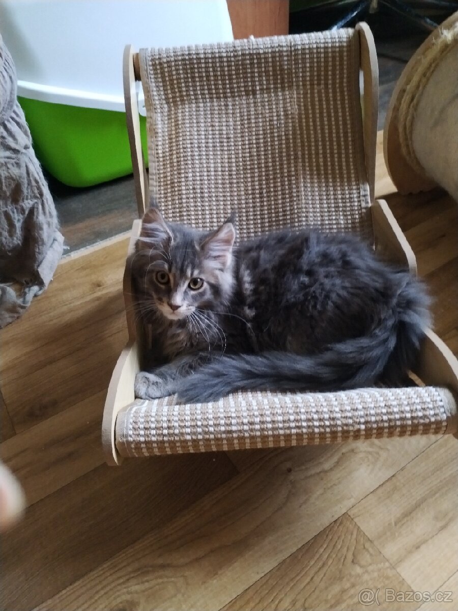 Mainská mývalí koťata bez PP - 2