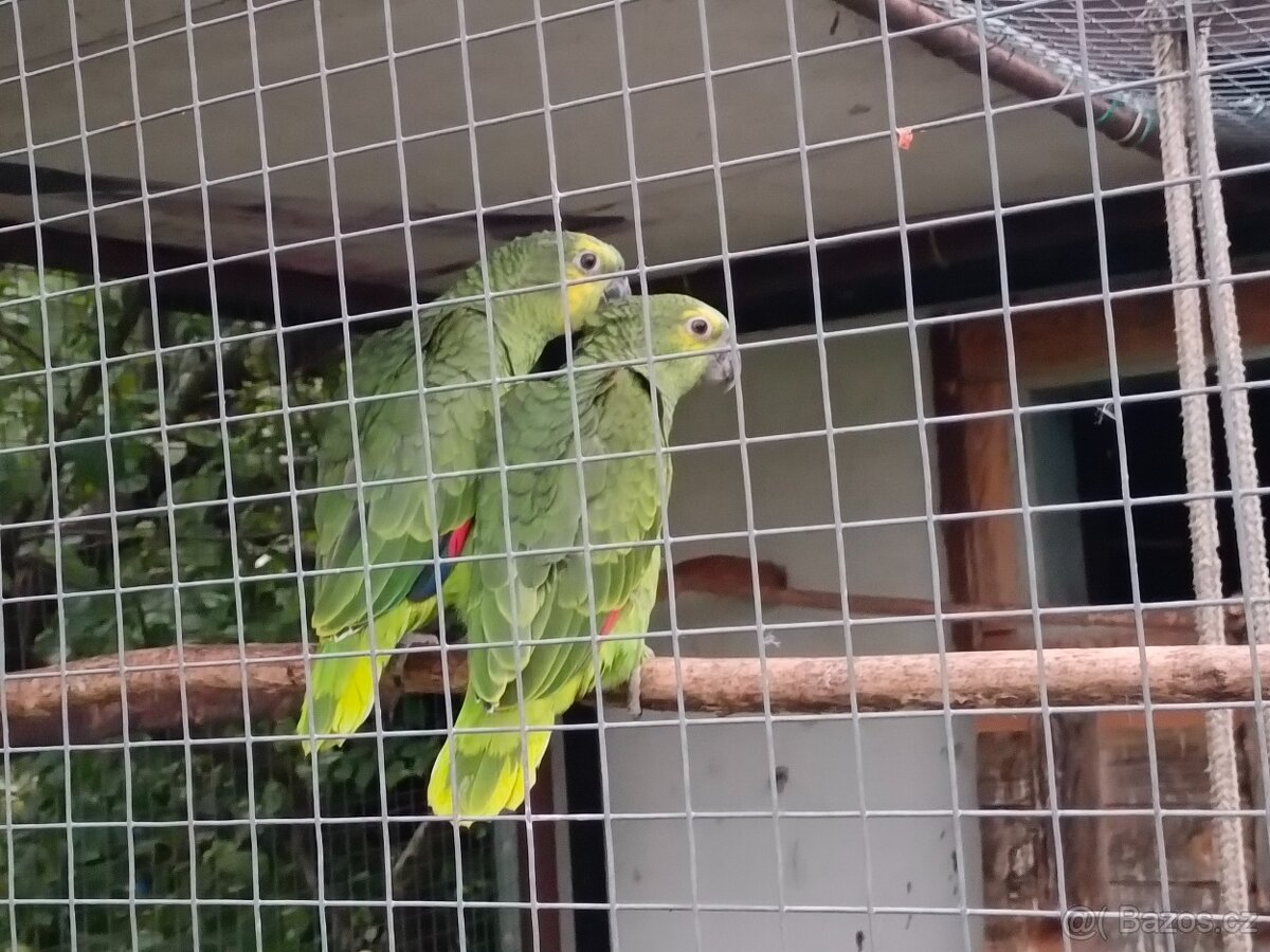 Amazoňan modročelý - 2