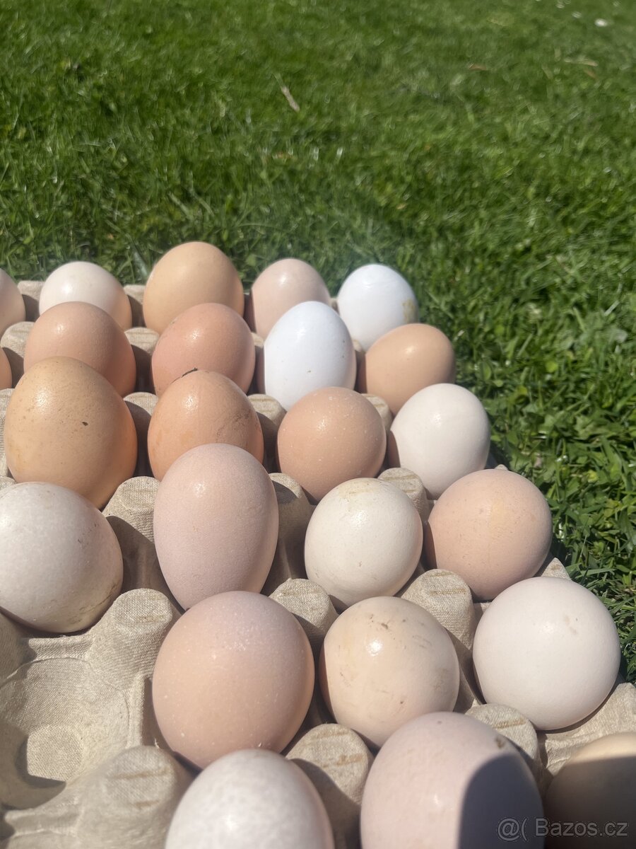 Domácí vejce - 2