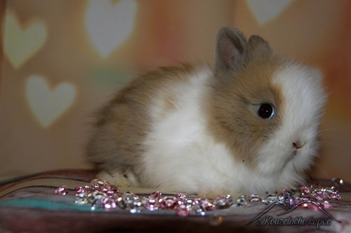 Zakrslí králíčci Teddy s VP (Vánoční miminka)-doprava po ČR - 2