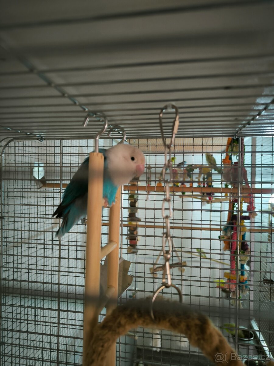 Agapornis Fischerův plus klec - 2