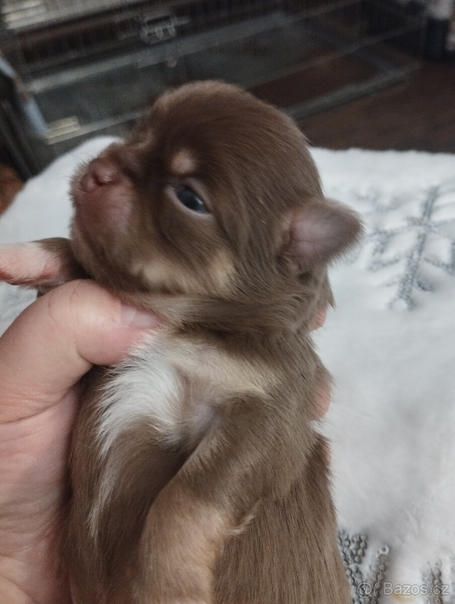 Čivava dlouhosrstá - 2