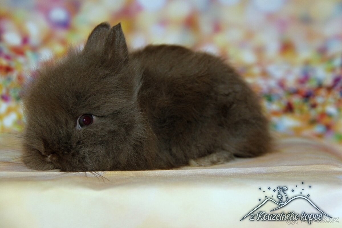 Zakrslý králíček Teddy s VP/sameček FIGARO_ doprava po ČR - 2