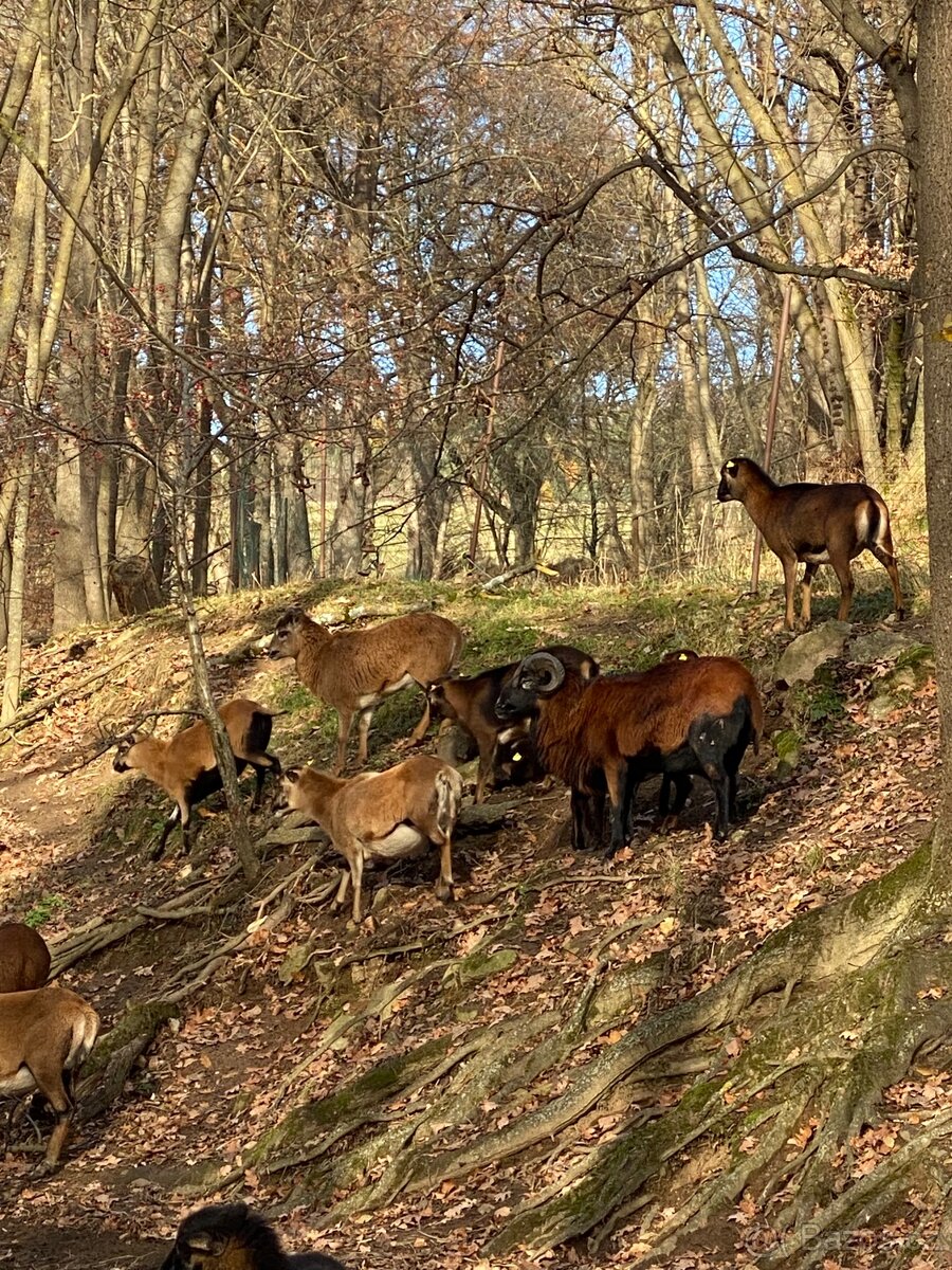 Kamerunská ovce - 2