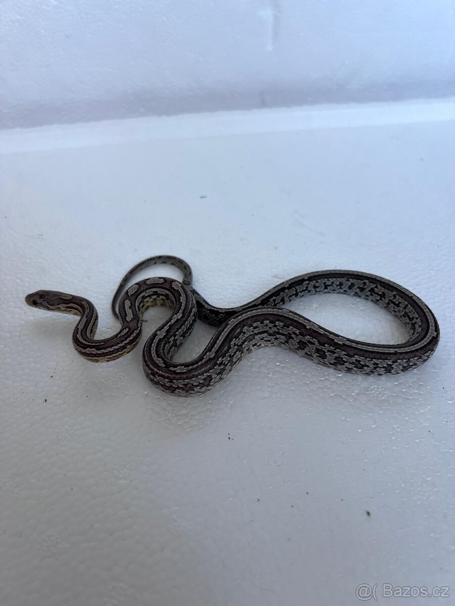 Úžovka červená - 2