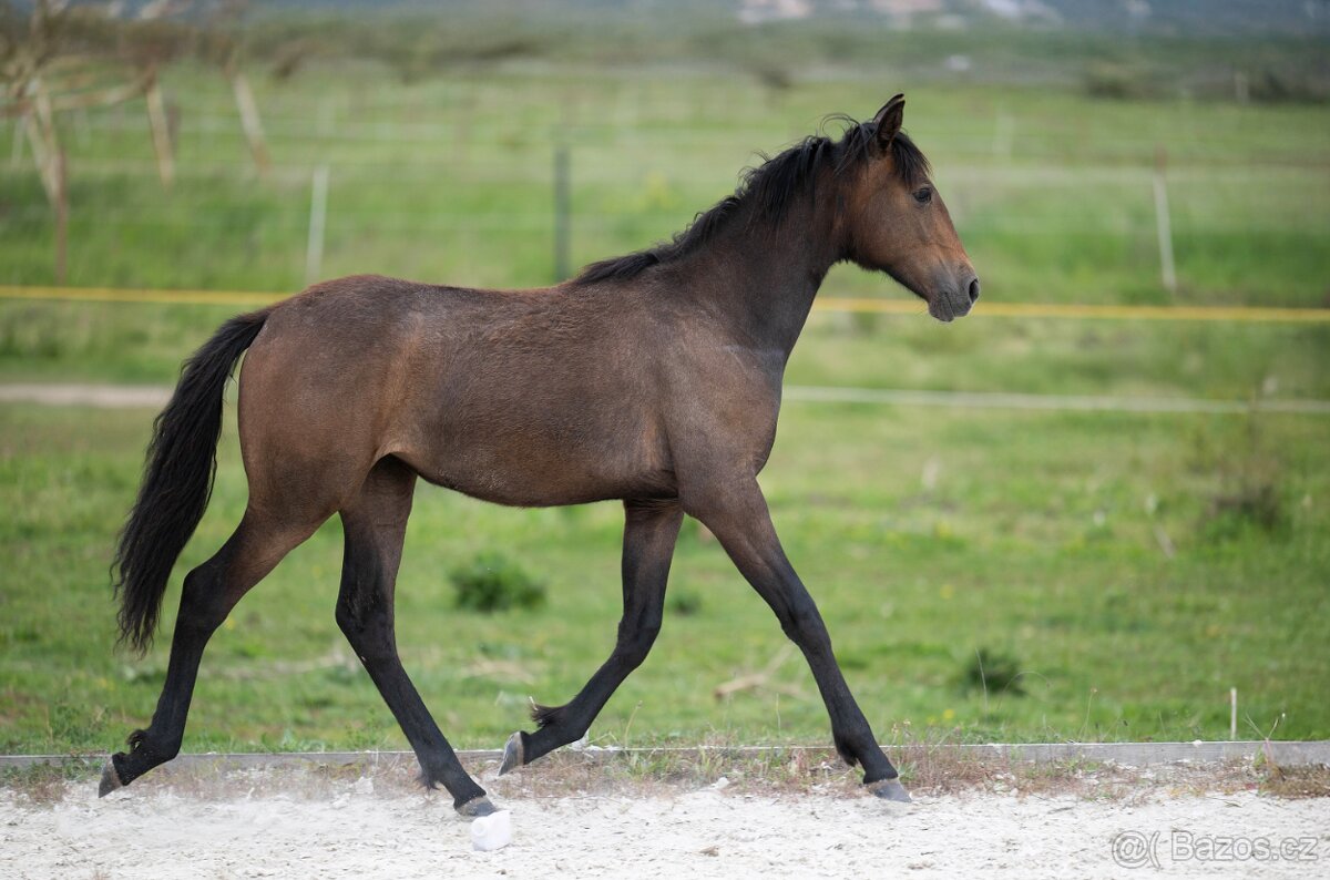 Lusitano klisna, narozena 2024 - 2