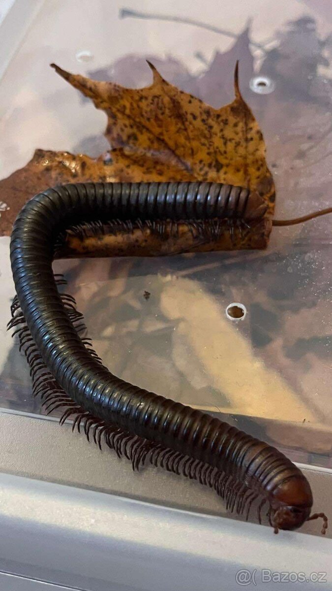 Prodej - Mnohonožka (Spirostreptus servatius) - 2