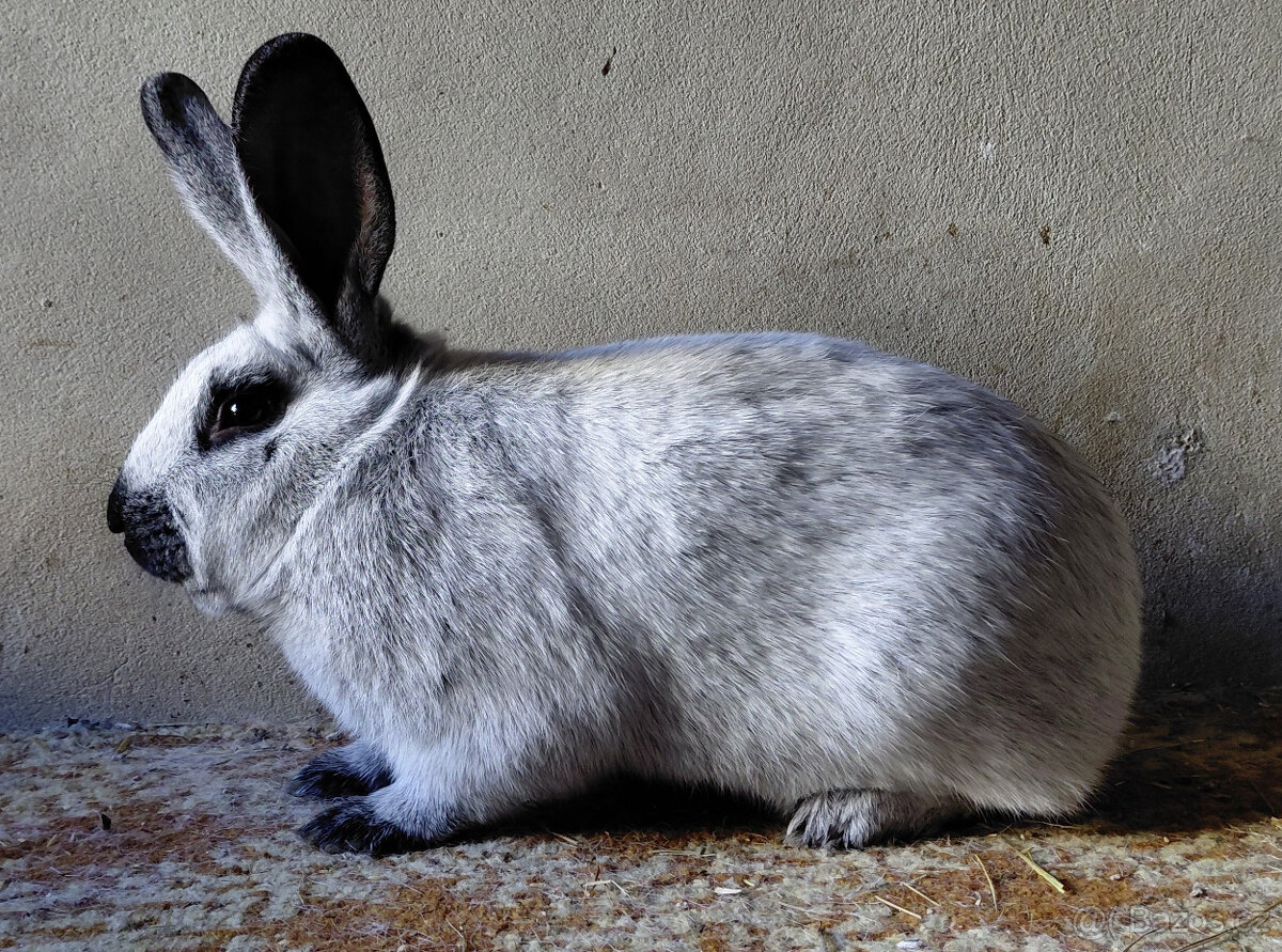 STŘÍBŘITÝ FRANCOUZSKÝ FS - 2