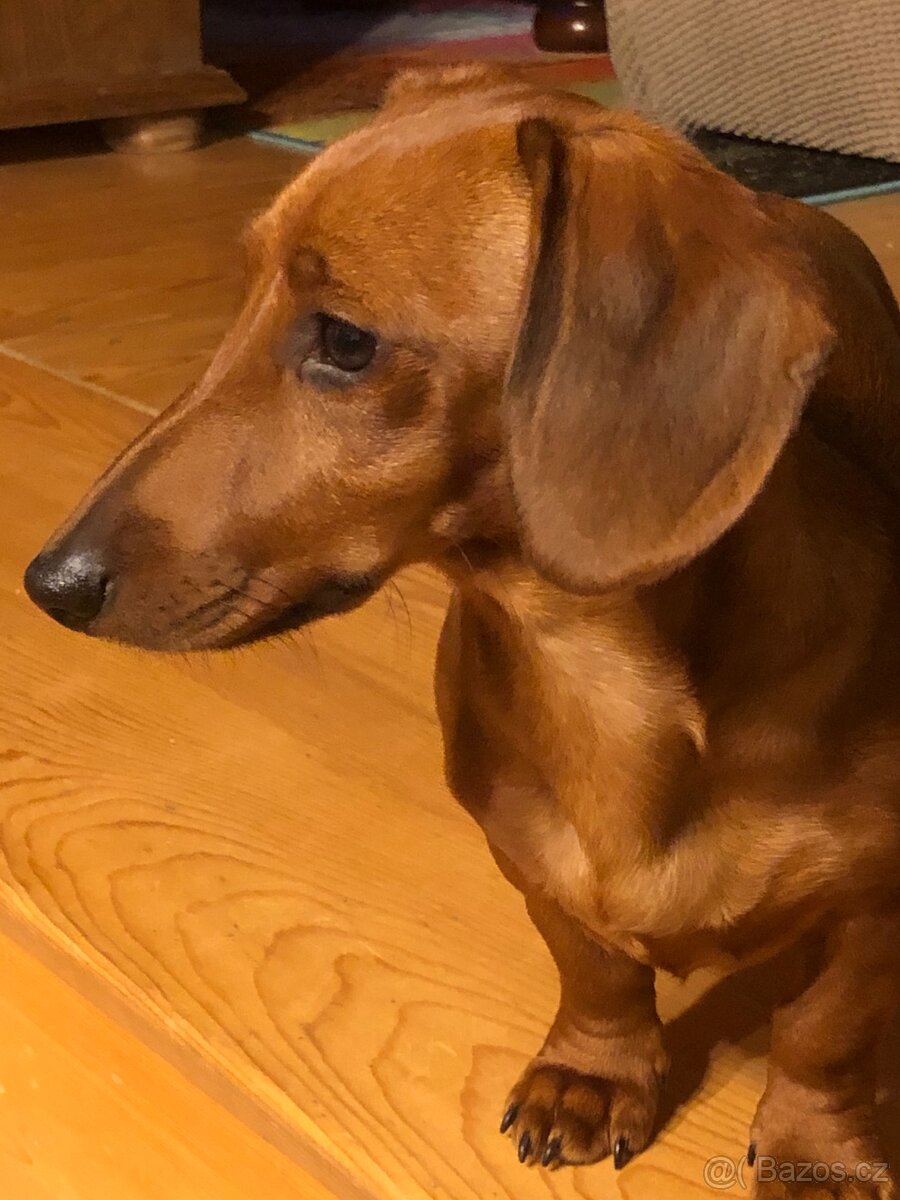 Zadám štěňata jezevčíků - 2