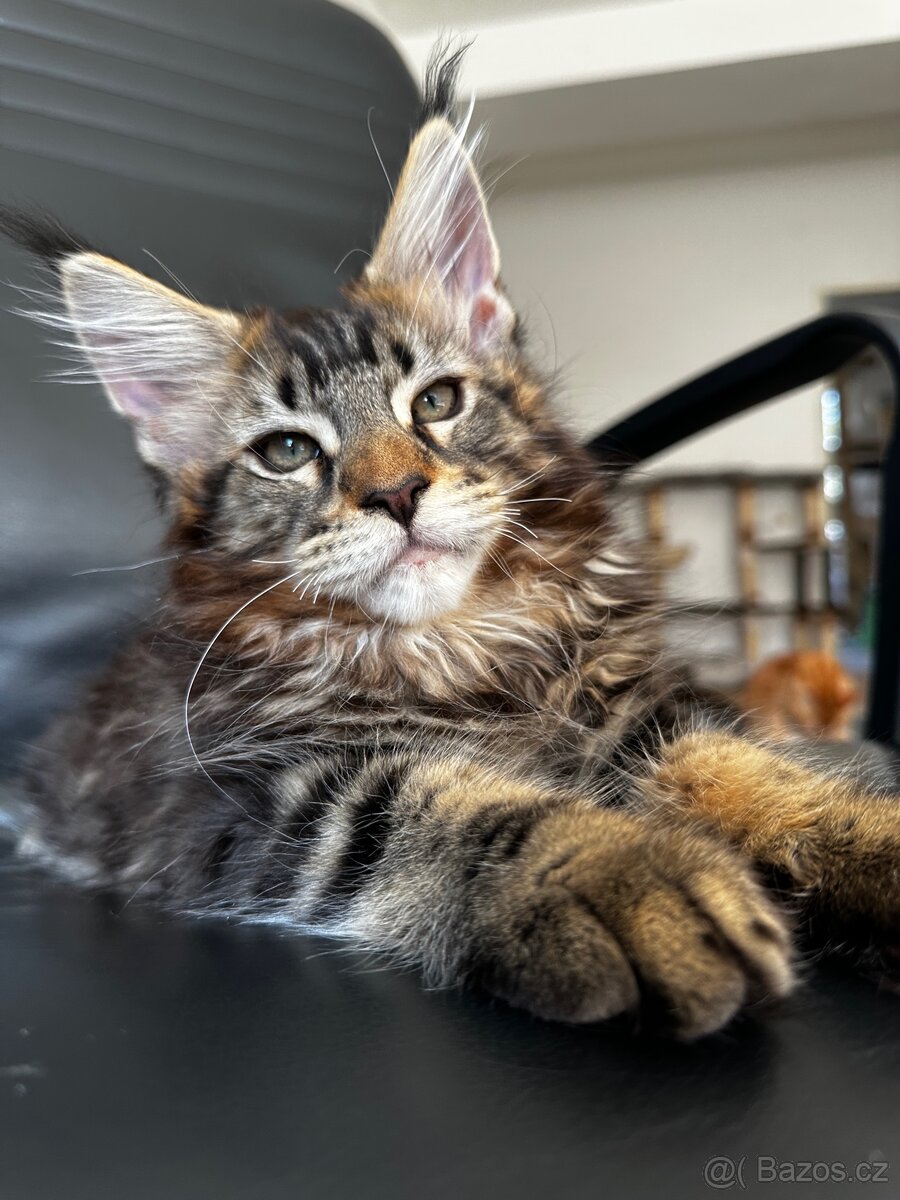 mainska mývalí s pp - 2