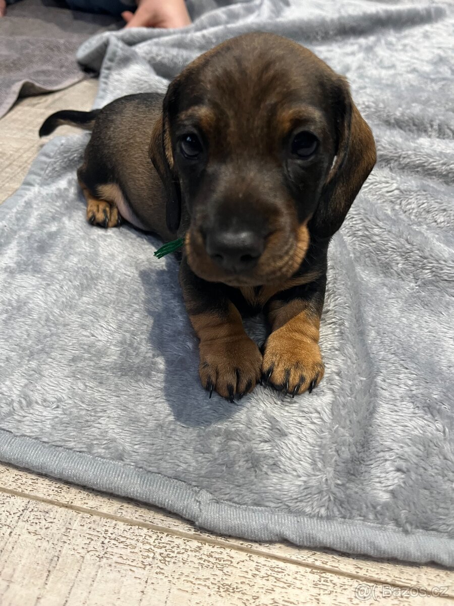 Jezevčík drsnosrstý - 2