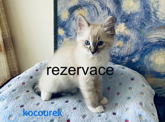 Ragdoll koťátka - 2